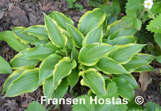 Hosta Childhood Sweetheart